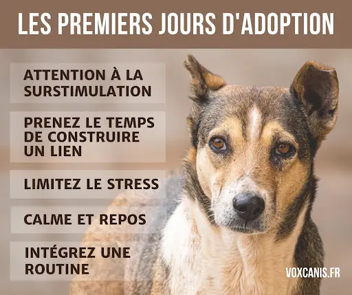Vox Canis - Géraldine Merry Comportementaliste