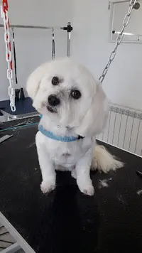Bol d'Hair Canin