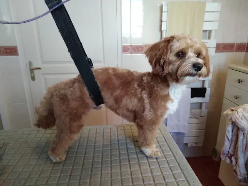 Domi-canin Toilettage À Votre Domicile