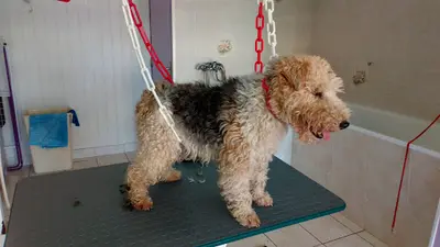 Un Amour de Chien. Guegan Nadia