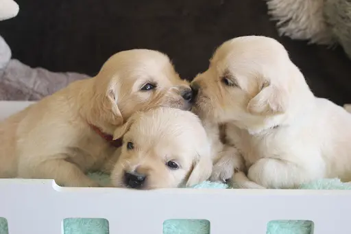 Elevage Always Hope Golden Retriever L.o.f.