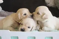 Elevage Always Hope Golden Retriever L.o.f.