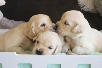 Elevage Always Hope Golden Retriever L.o.f.