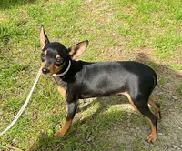Des Dunes de Keremma, Chihuahuas, Russkiy Toy, Biewer, Spitz