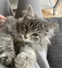 Chatterie de la Terre Abers