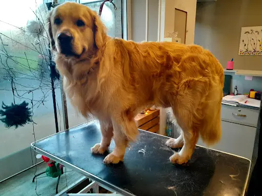 Au Chien et Chat Coquets