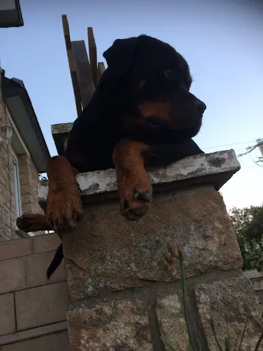 Armor Training Dog