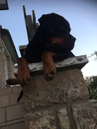 Armor Training Dog