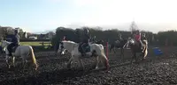 Chevaux du Coat