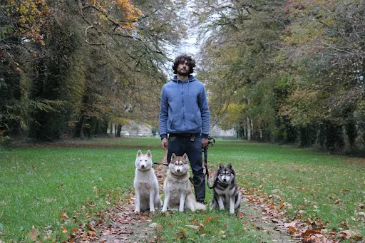 Premier Jour de Neige Élevage et Pension Familiale et Professionnelle Husky Sibérien, Terre-neuve, Doberman