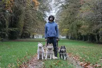 Premier Jour de Neige Élevage et Pension Familiale et Professionnelle Husky Sibérien, Terre-neuve, Doberman