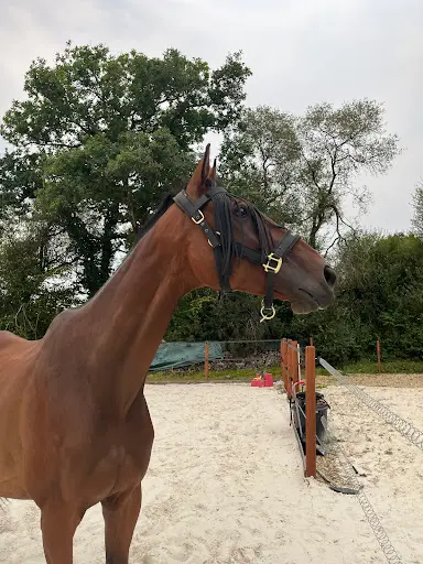 Ecurie de l'Ellez