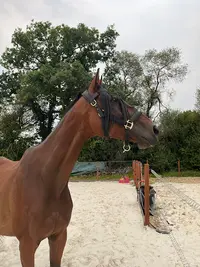 Ecurie de l'Ellez