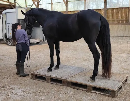 Equi Luz - Clémentine Chen-huard