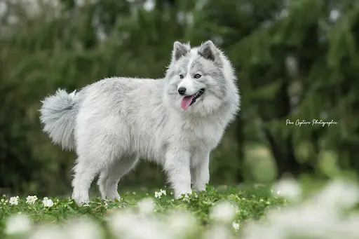 Elevage de Pomsky et Spitz Nain / le Domaine de Négan