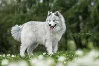 Elevage de Pomsky et Spitz Nain / le Domaine de Négan