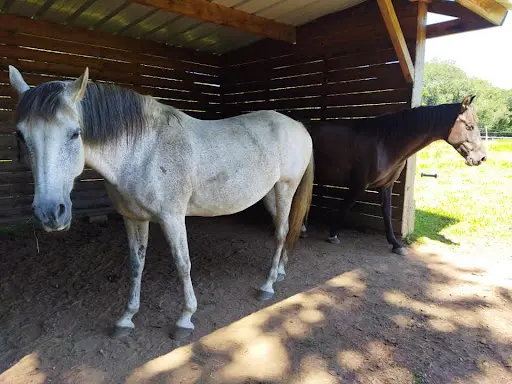 Les Chevaux du Loc H