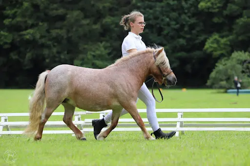 Poney Club du Louve