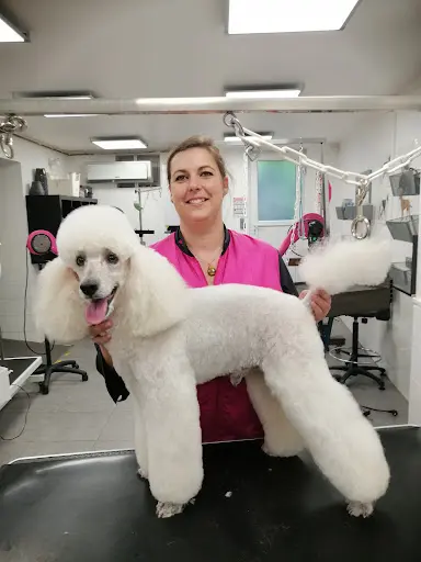 Dog S Beauty