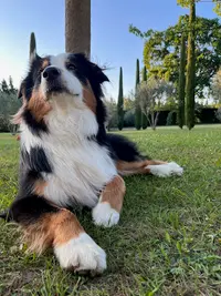 Kiobéi Educateur Canin