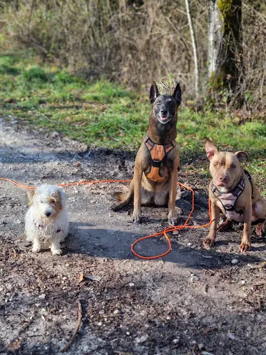 Halpy Dog - Education Canine Annecy - Éducation & Rééducation Canine Positive Avec du Cadre