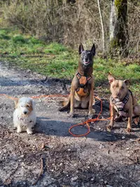 Halpy Dog - Education Canine Annecy - Éducation & Rééducation Canine Positive Avec du Cadre
