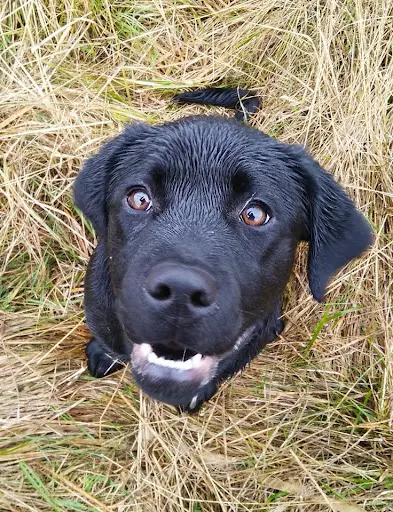 Chien Positif