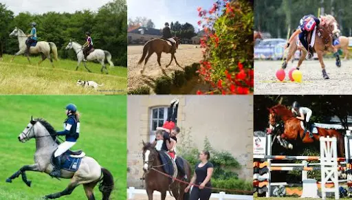 Comité Départemental d'Equitation