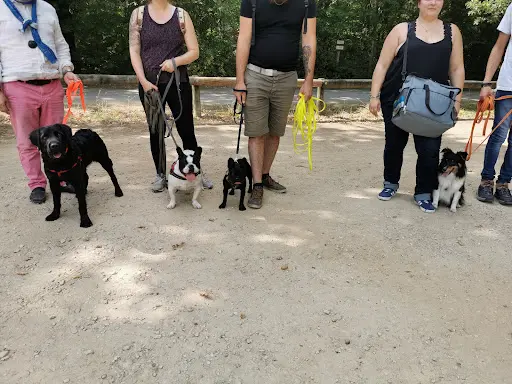 Emeasydog86 Éducateur Comportementaliste Canin