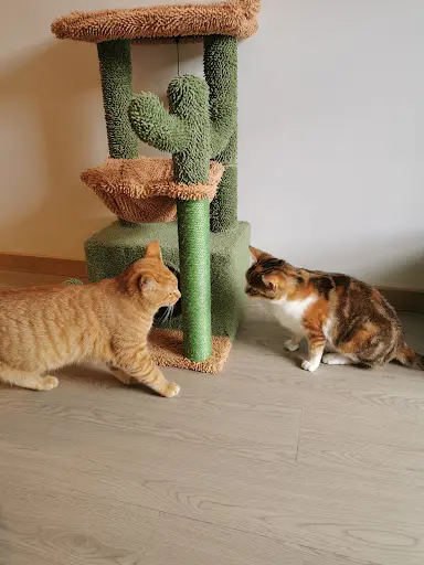 Hotel Pour Chats Chez Tonton