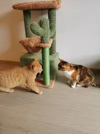Hotel Pour Chats Chez Tonton