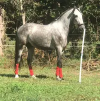 Liandra Élevage de Chevaux, Pension, Chambre d'Hôte (yourte)