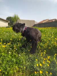 Les Schnauzers Noirs des Écuries de Barou