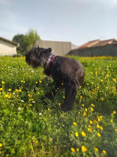 Les Schnauzers Noirs des Écuries de Barou