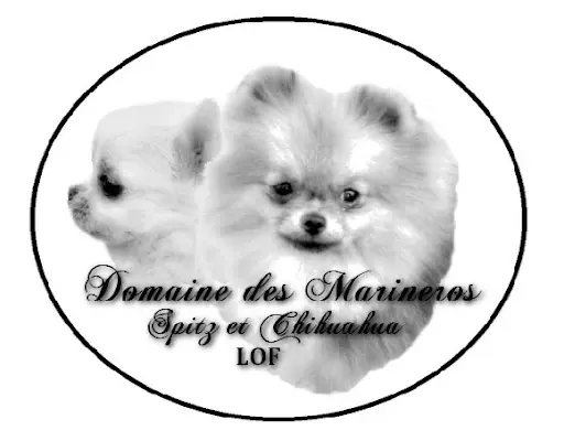 Élevage de Spitz Nain Domaine des Marineros