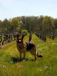 Élégance Canine