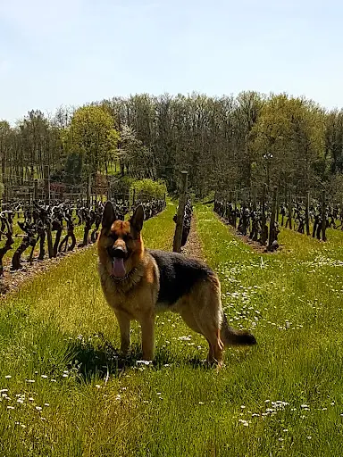 Élégance Canine