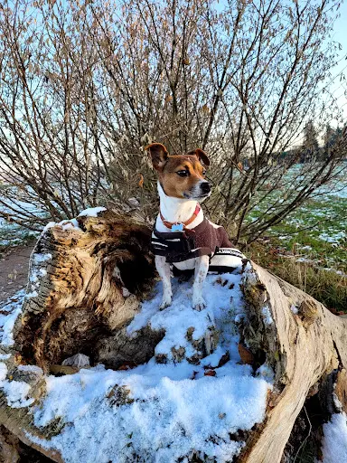 Christophe Legrand, Educateur Canin et Naturopathe Animalier (carvin et Ses Alentours)