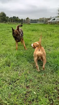 Adapt Dog