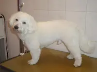 Beauty Dog 27