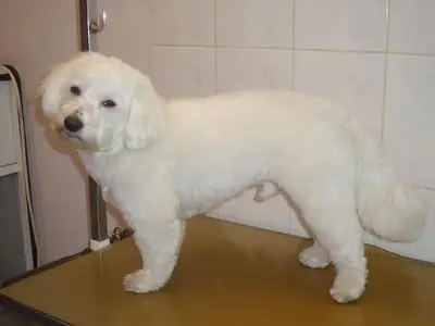 Beauty Dog 27
