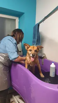 Planet Dog