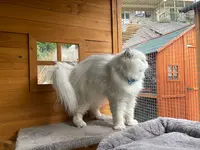 Volcagriffes : Pension Pour Chats Prés de Clermont-ferrand en Auvergne