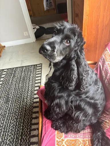 Elégance Canine