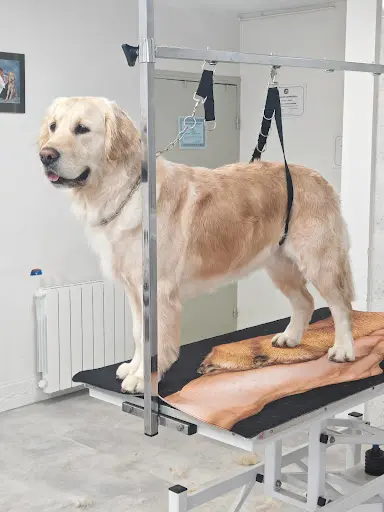 Au Pontila Chien