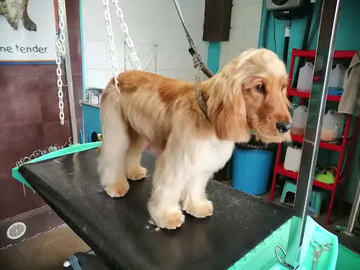 Doggy Chou
