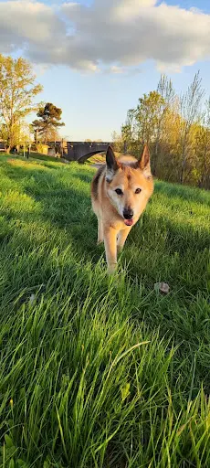 Les Chiens d'Aure