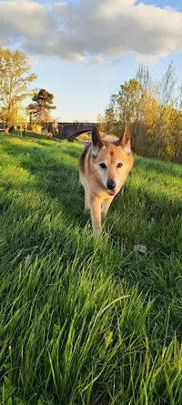 Les Chiens d'Aure