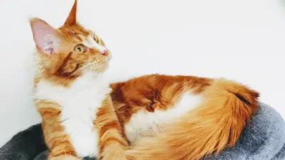 La Chatterie du Domaine Lunemel