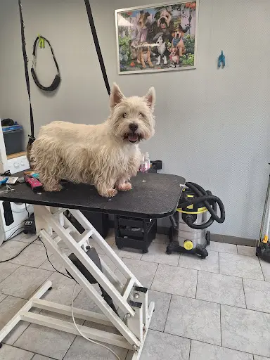 Au Chien Elegant
